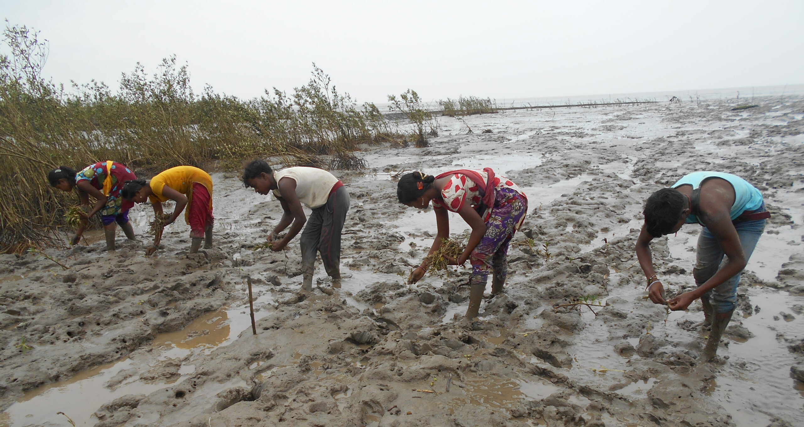 Mangrove Plantation Services