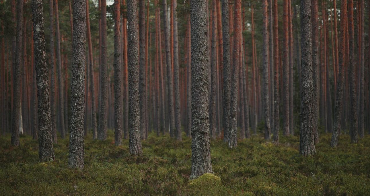 CDM Methodology for Small-Scale Afforestation and Reforestation Projects