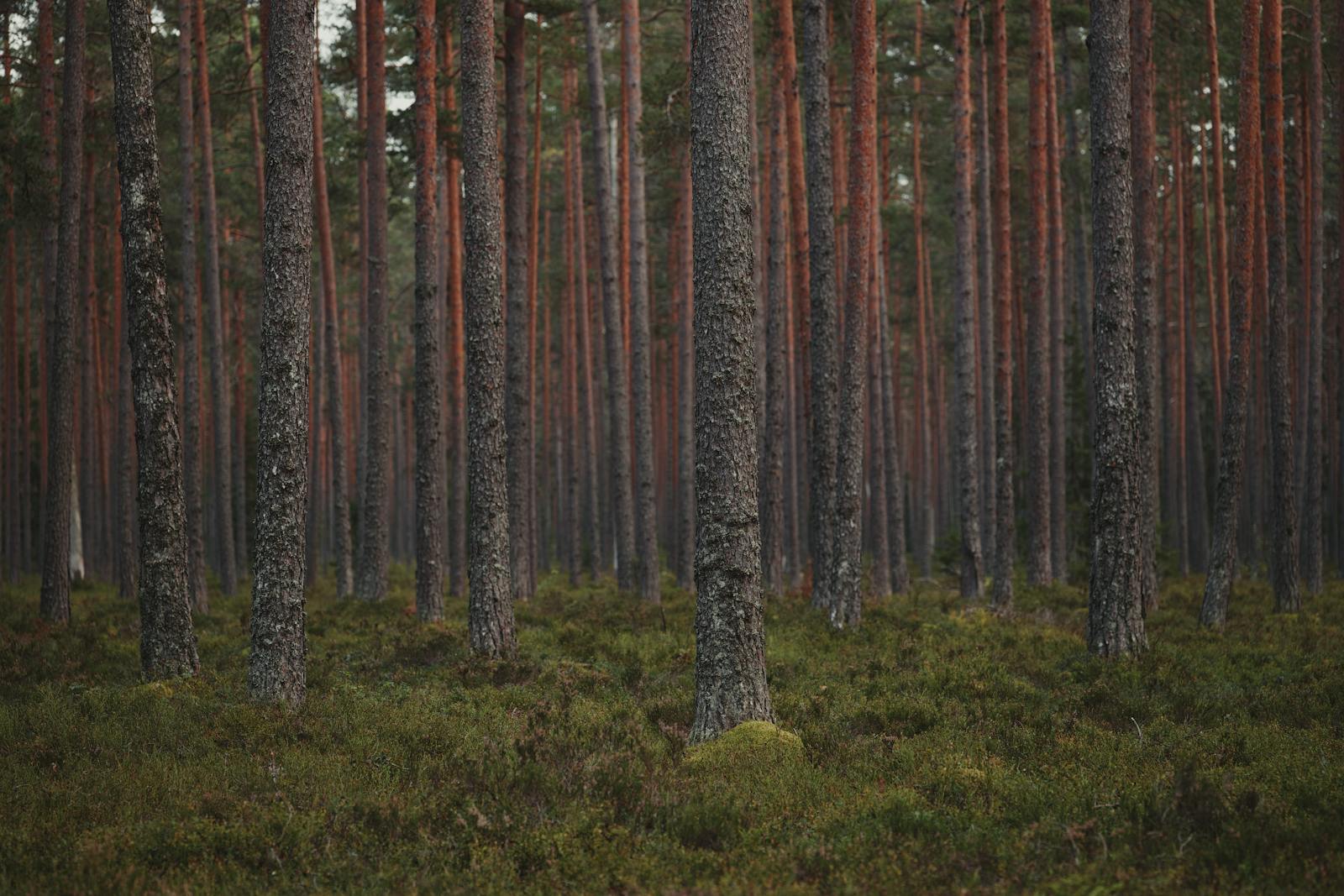 CDM Methodology for Small-Scale Afforestation and Reforestation Projects