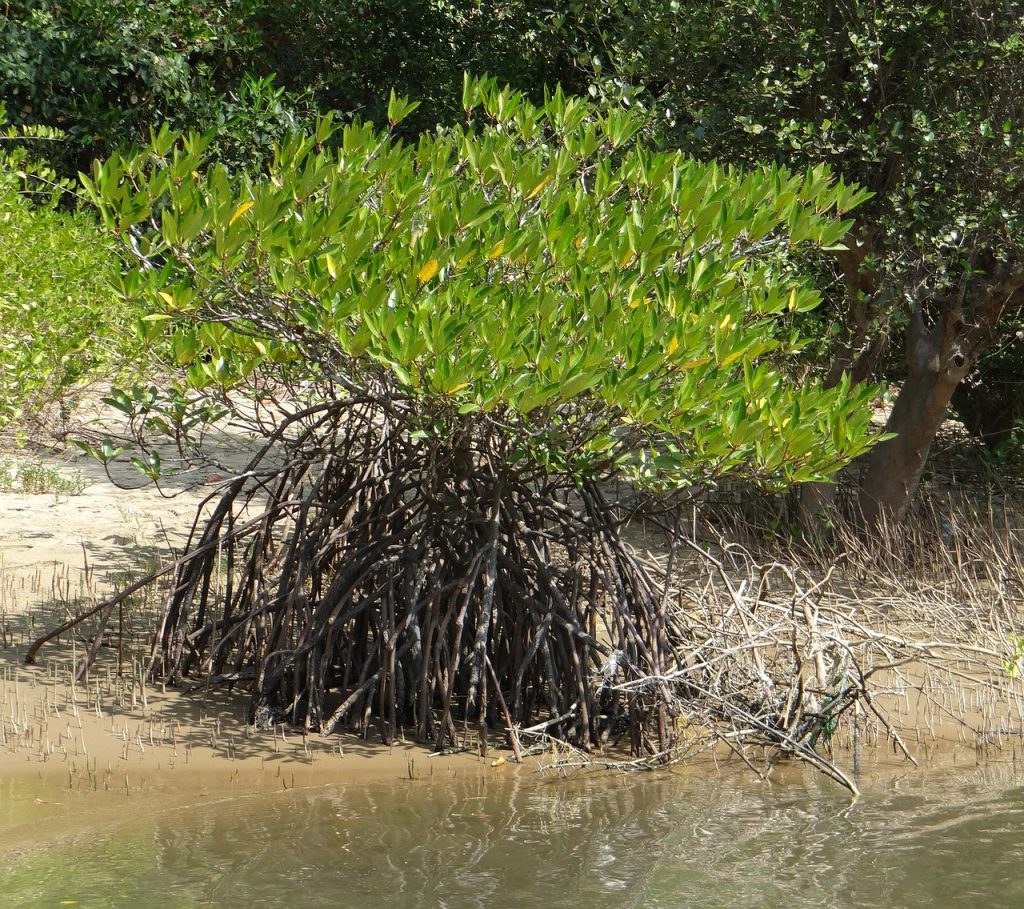 Degraded Mangrove