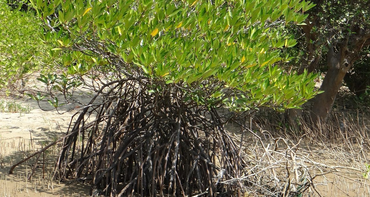 Afforestation and Reforestation of Degraded Mangrove Habitats