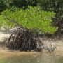 Afforestation and Reforestation of Degraded Mangrove Habitats